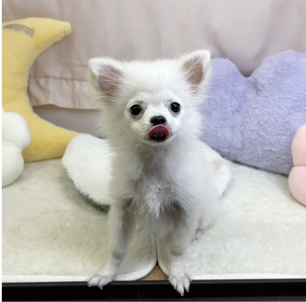 静岡県のポメチワ/チワポメ/ポメチー(ポメラニアン×チワワ) (犬の家＆猫の里マークイズ静岡店/2026年3月27日生まれ/男の子/クリーム)の子犬の1枚目の画像