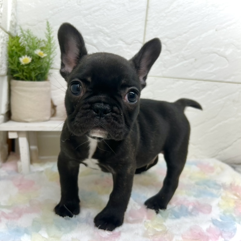 フレンチブルドッグ男の子の写真