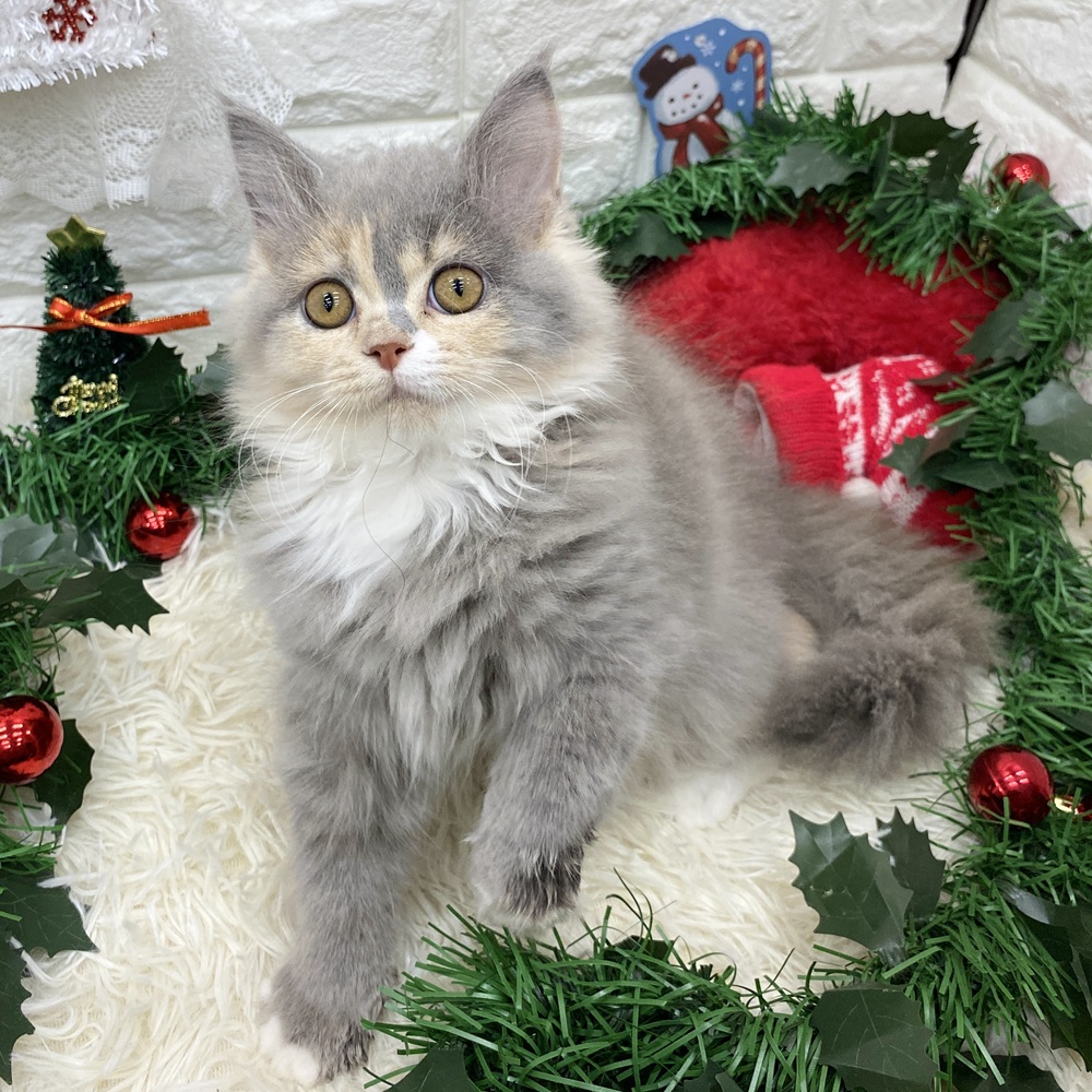 愛知県のブリティッシュロングヘアー (犬の家＆猫の里MEGAドン・キホーテ東海名和店/2025年7月23日生まれ/女の子/ブルーパッチドタビーホワイト)の子猫の1枚目の画像