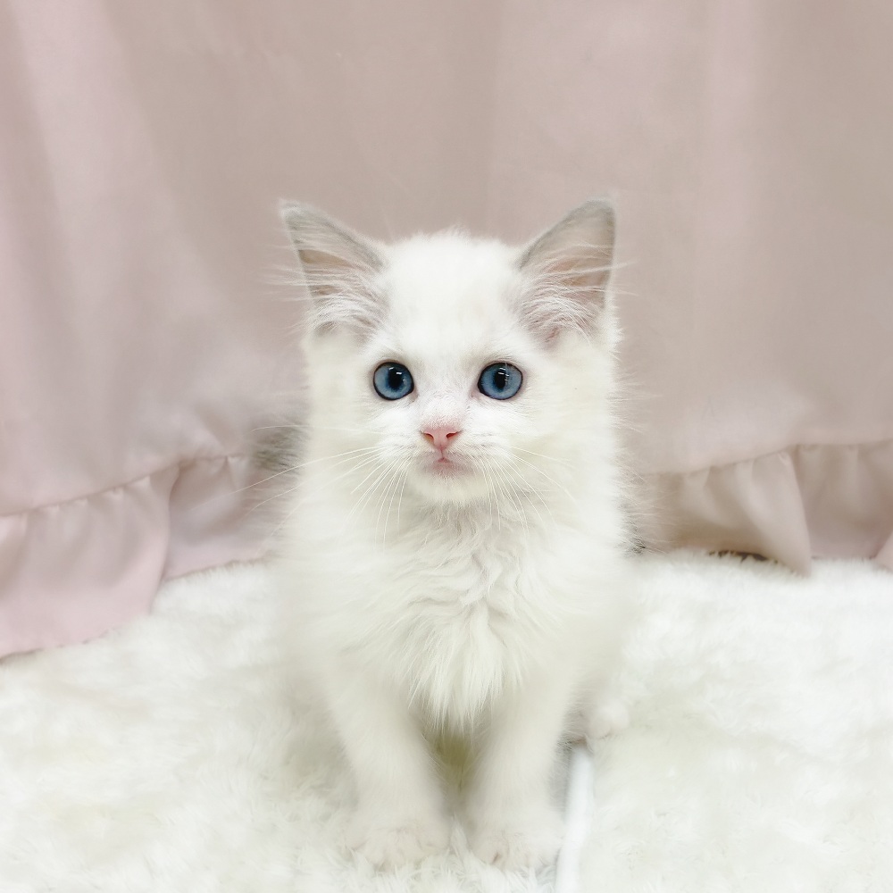 ラグドール女の子の写真