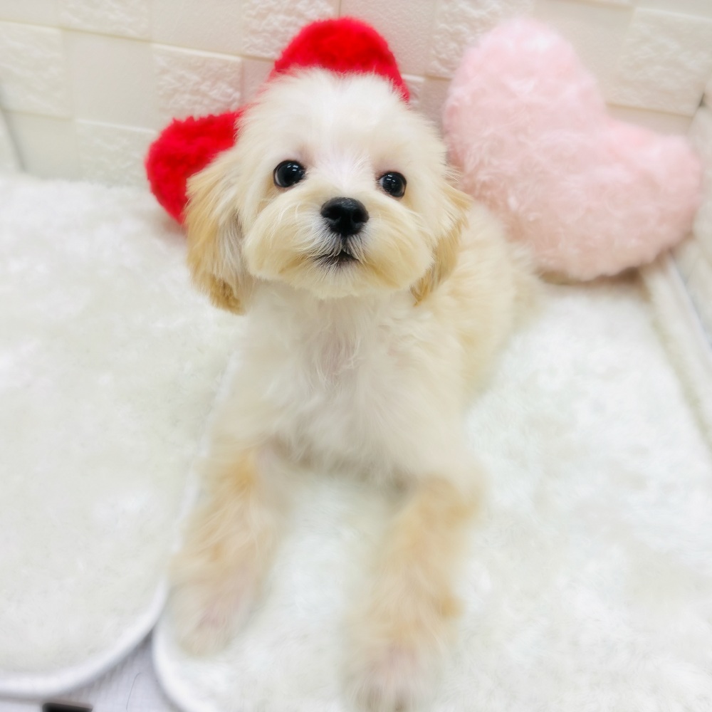 ハーフ犬男の子の写真