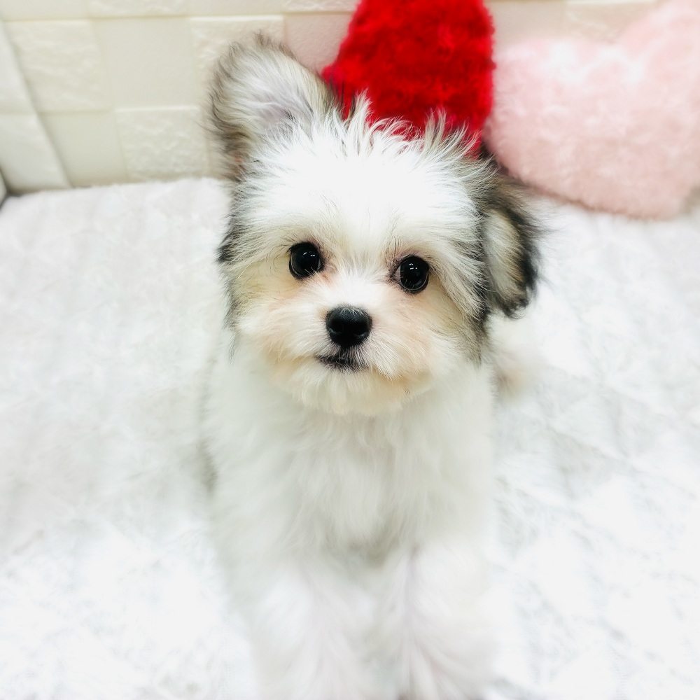 ハーフ犬男の子の写真