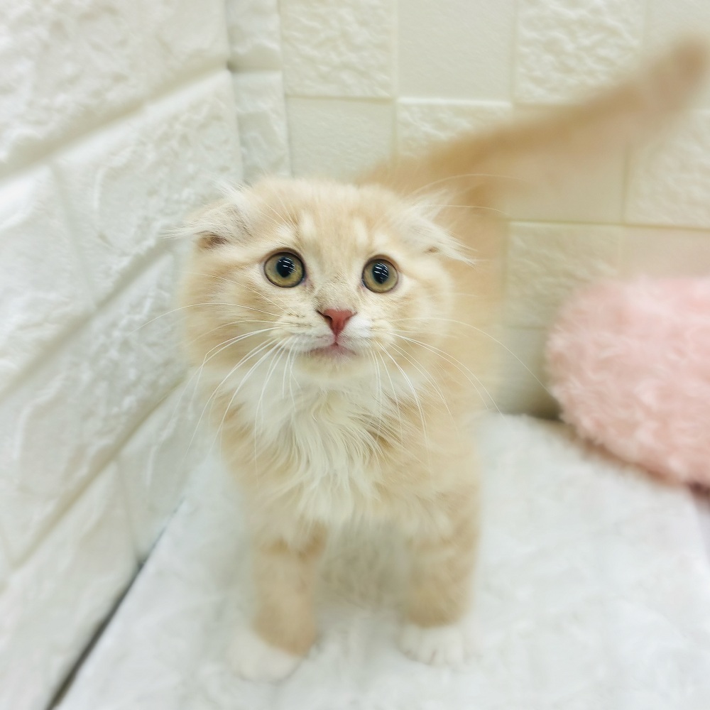 愛知県のスコティッシュフォールド (犬の家＆猫の里アミーゴ神の倉店/2026年1月28日生まれ/男の子/クリームタビーホワイト)の子猫の1枚目の画像