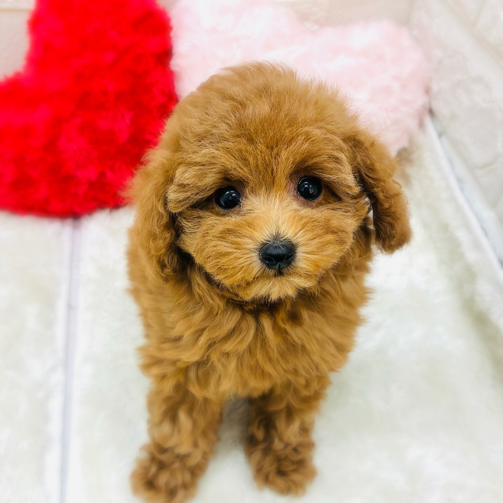 愛知県のトイプードル(トイ) (犬の家＆猫の里アミーゴ神の倉店/2026年1月28日生まれ/女の子/レッド)の子犬の1枚目の画像