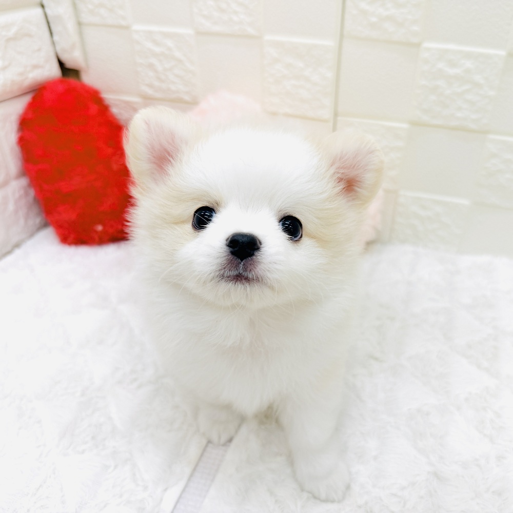 生体画像９