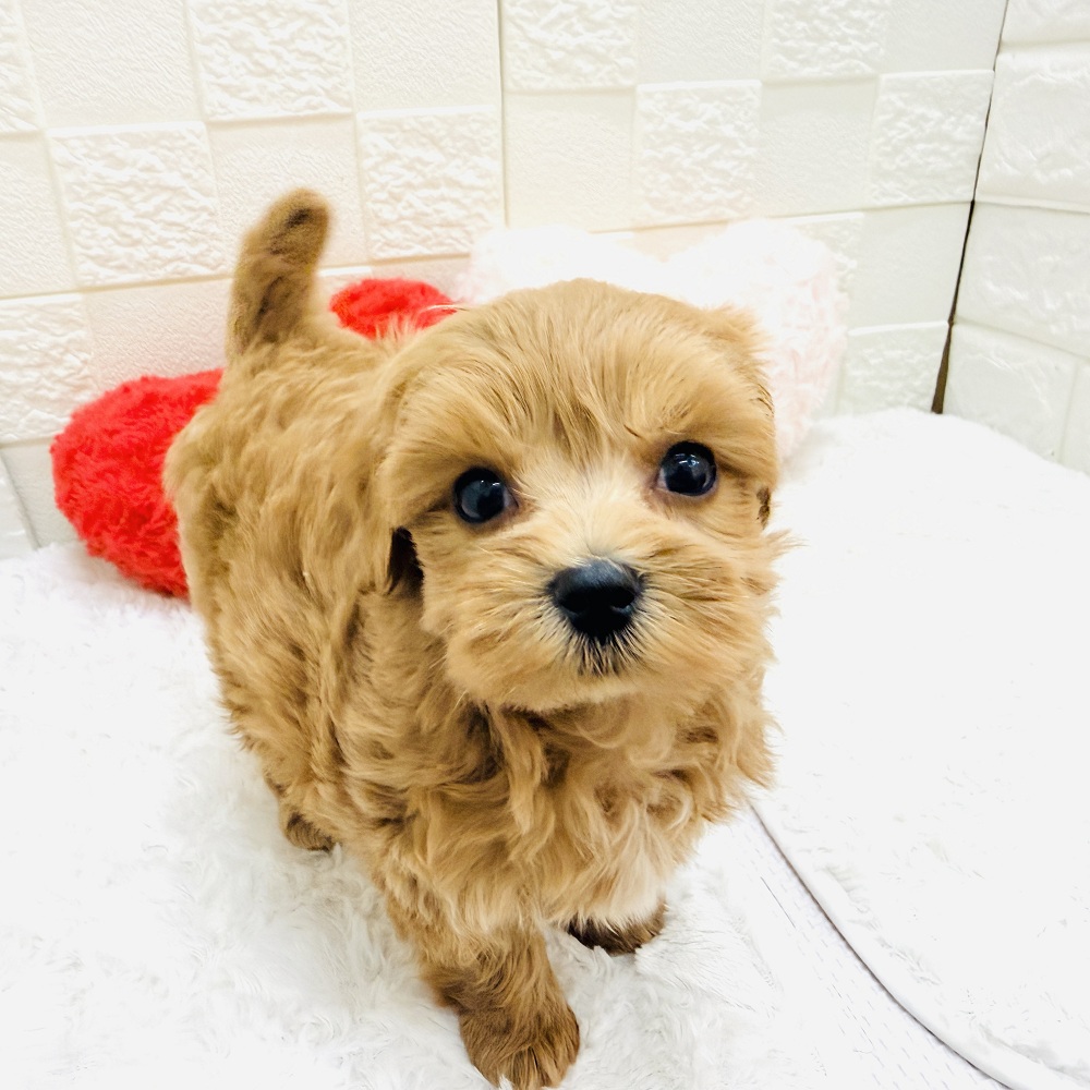 愛知県のマルプー(マルチーズ×プードル) (犬の家＆猫の里アミーゴ神の倉店/2026年5月17日生まれ/男の子/アプリコット)の子犬の1枚目の画像