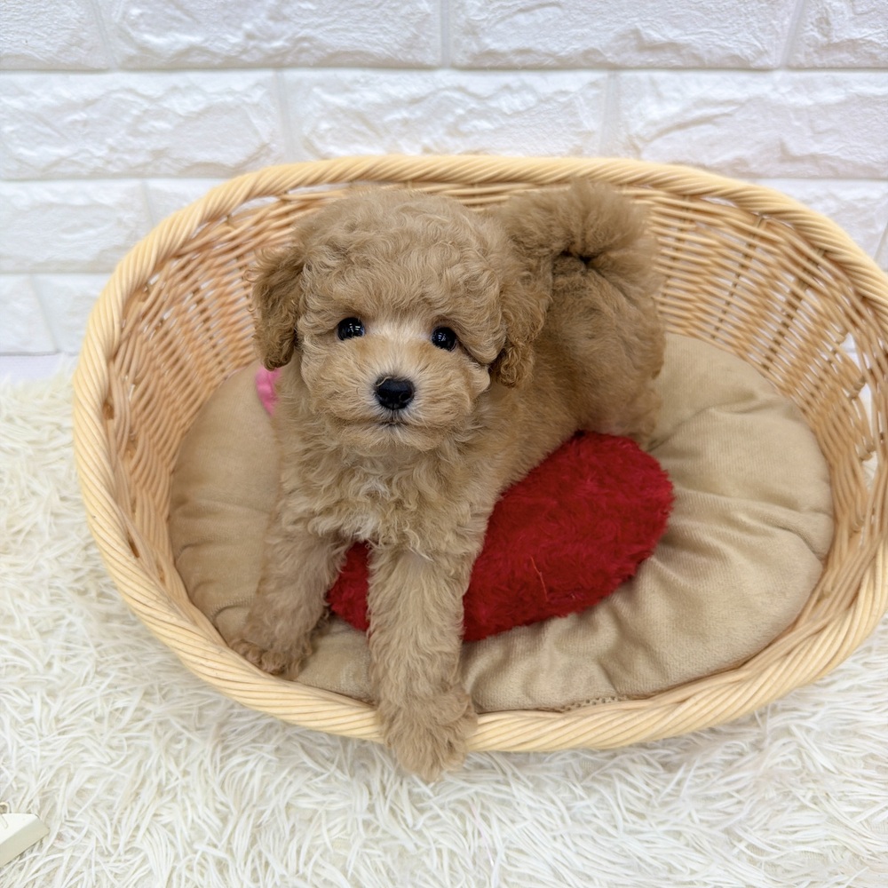 愛知県のトイプードル(トイ) (犬の家＆猫の里MEGAドン・キホーテ東海名和店/2026年5月18日生まれ/女の子/オレンジフォーン)の子犬の1枚目の画像