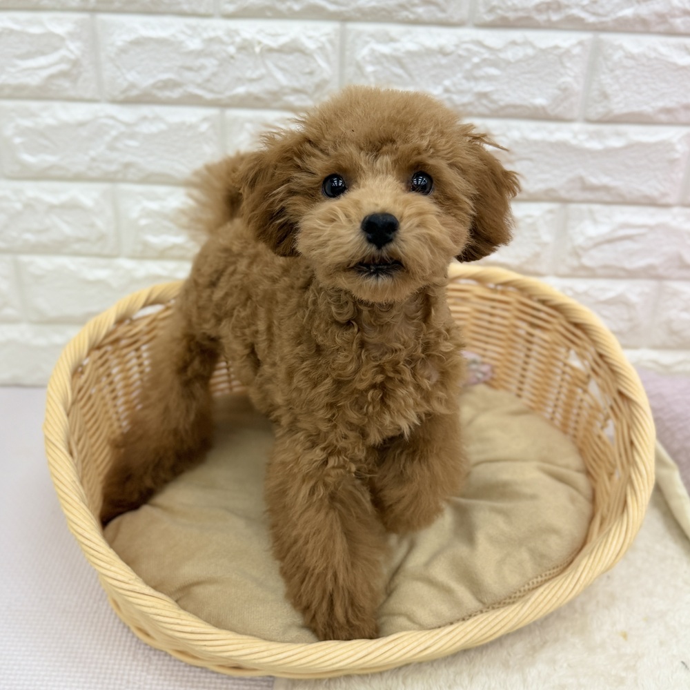 愛知県のトイプードル(トイ) (犬の家＆猫の里MEGAドン・キホーテ東海名和店/2026年6月7日生まれ/男の子/レッドフォーン)の子犬の1枚目の画像