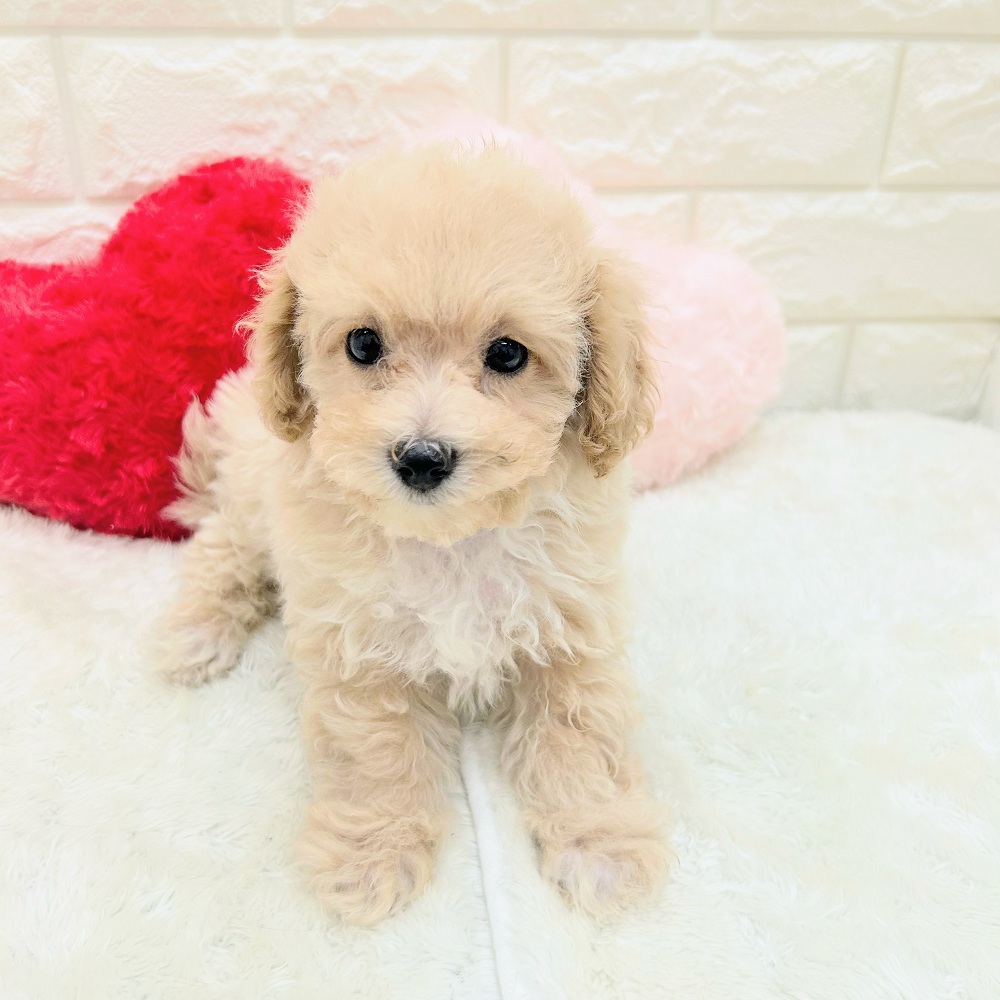 生体画像9