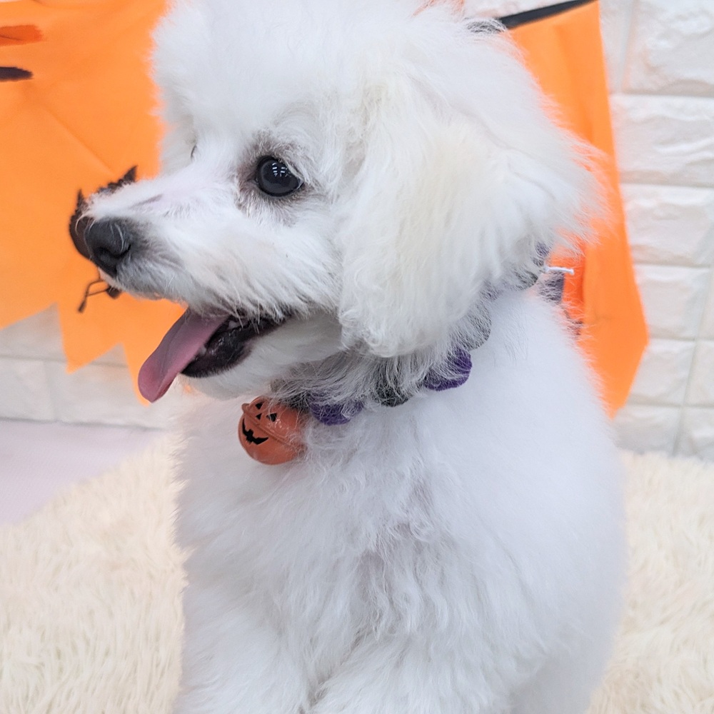 2025年7月8日生まれのビションフリーゼの9枚目の写真