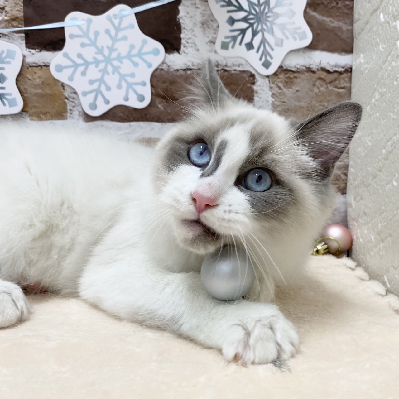 長野県のラグドール (犬の家＆猫の里カインズ梓川店/2025年7月1日生まれ/女の子/ブルーポイントバイカラー)の子猫の1枚目の画像