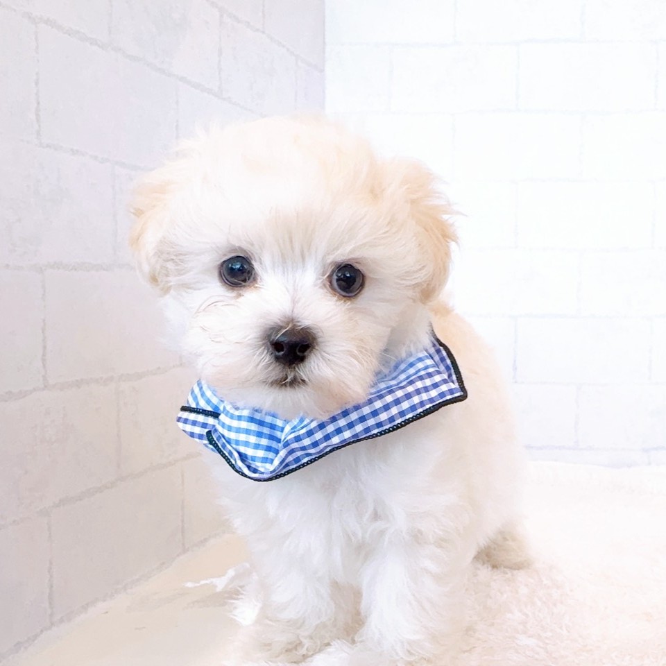 石川県のマルプー(マルチーズ×プードル) (犬の家＆猫の里金沢店/2026年1月20日生まれ/男の子/クリーム)の子犬の1枚目の画像