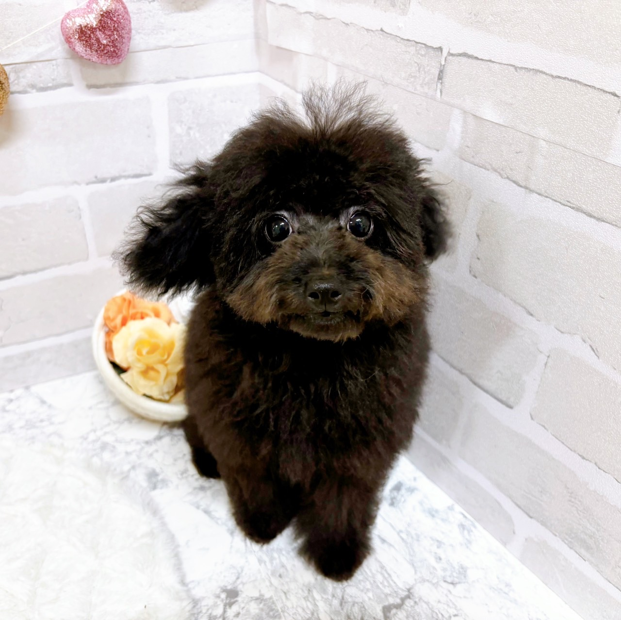 京都府のトイプードル(トイ) (犬の家＆猫の里京都精華店/2025年3月18日生まれ/男の子/ブラック)の子犬の1枚目の画像