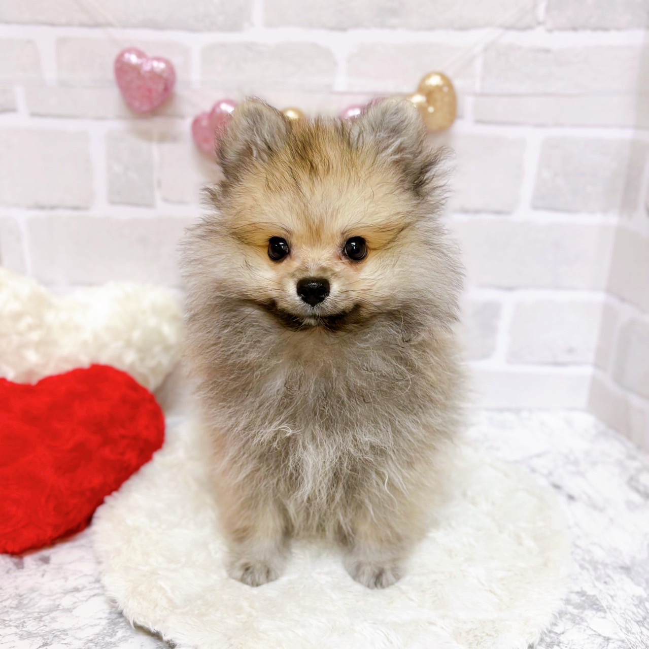 京都府のポメラニアン (犬の家＆猫の里京都精華店/2025年5月24日生まれ/男の子/ウルフセーブル)の子犬の1枚目の画像