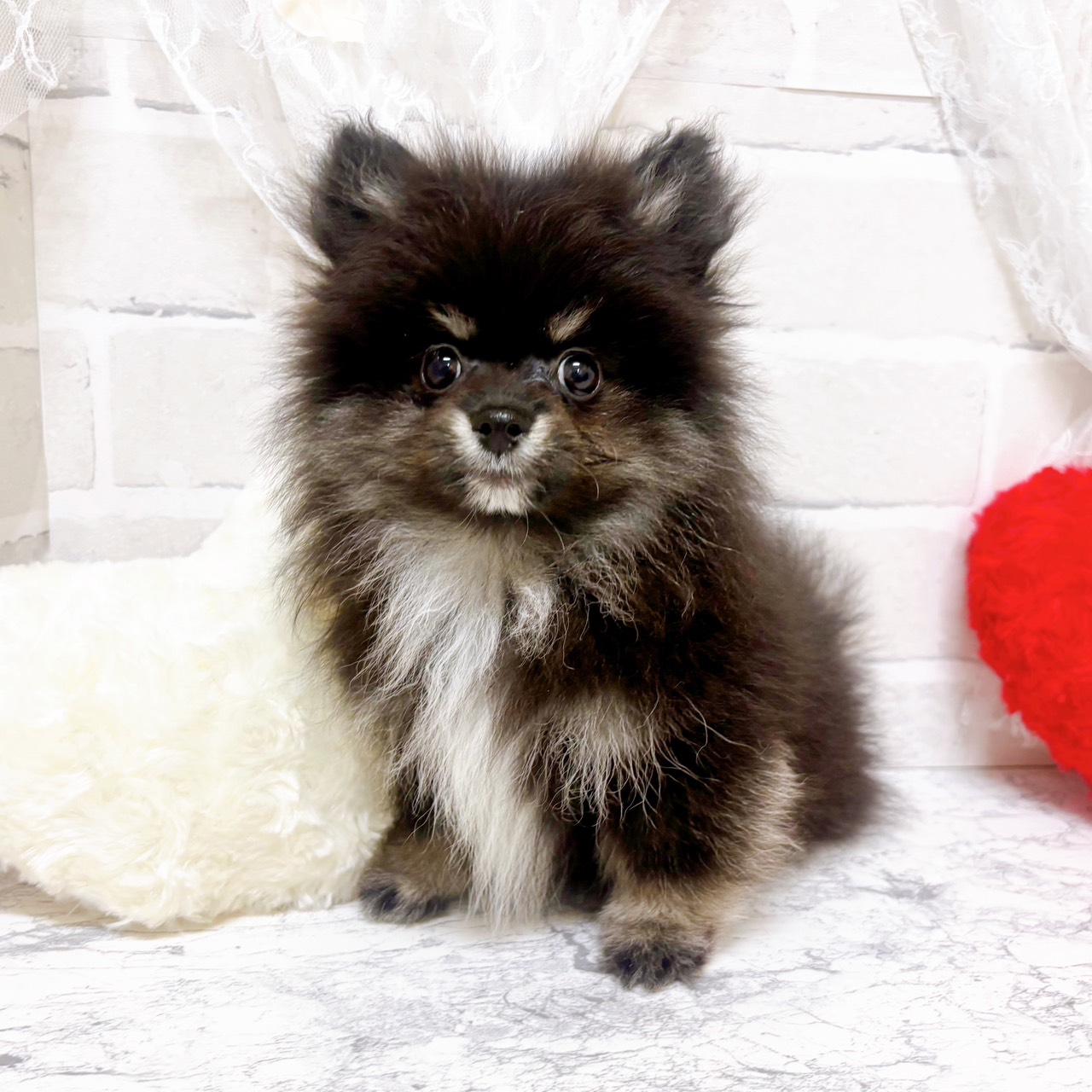 京都府のポメラニアン (犬の家＆猫の里京都精華店/2026年1月10日生まれ/女の子/ブラックタン)の子犬の1枚目の画像