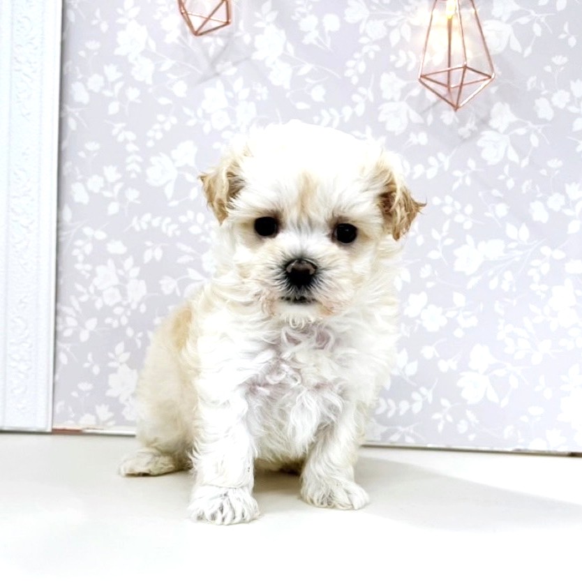 富山県のマルプー(マルチーズ×プードル) (犬の家&猫の里アミーゴ高岡蓮花寺店/2025年7月8日生まれ/女の子/クリーム)の子犬