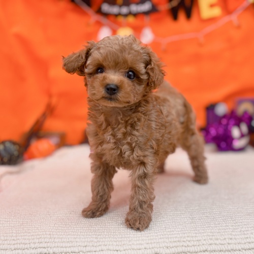 岐阜県のトイプードル(トイ) (犬の家＆猫の里岐南店/2025年9月2日生まれ/男の子/オレンジフォーン)の子犬の1枚目の画像