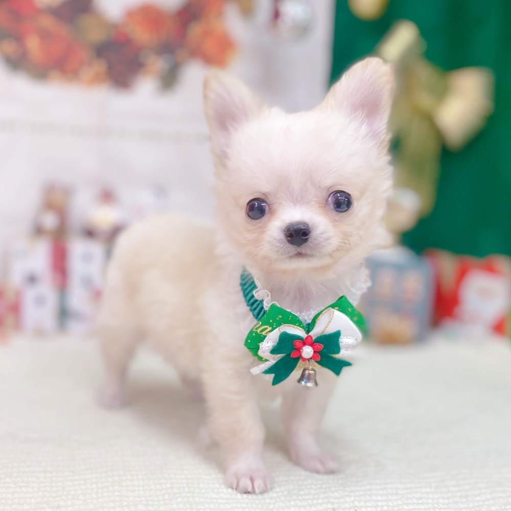 岐阜県のチワワ(ロング) (犬の家＆猫の里岐南店/2025年10月1日生まれ/男の子/クリームホワイト)の子犬の1枚目の画像