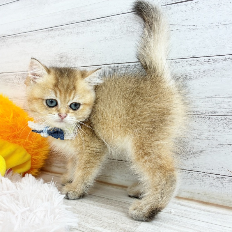 兵庫県のブリティッシュショートヘアー (犬の家＆猫の里川西店/2026年6月26日生まれ/男の子/シェーデットゴールデン)の子猫の1枚目の画像