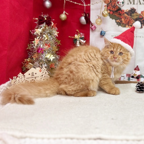 岐阜県のミヌエット (犬の家＆猫の里岐南店/2025年7月23日生まれ/女の子/レッドタビー)の子猫の1枚目の画像