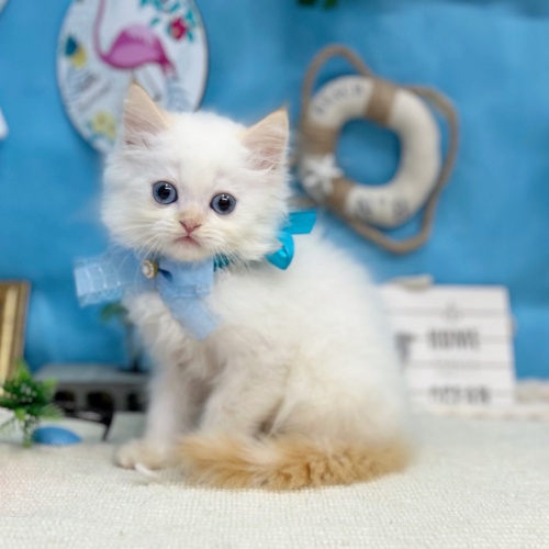 岐阜県のミヌエット (犬の家＆猫の里岐南店/2025年6月6日生まれ/男の子/フレームポイント)の子猫の1枚目の画像