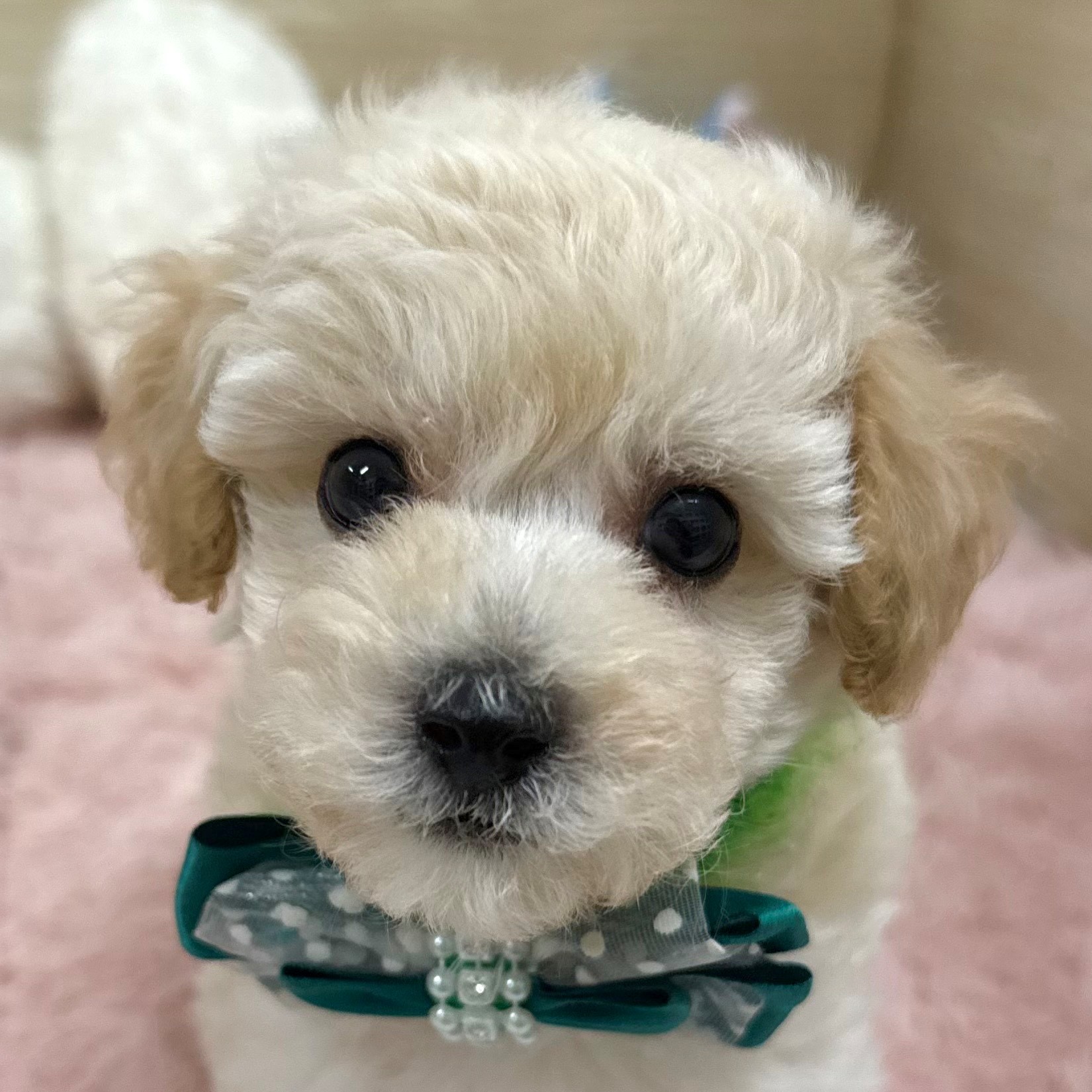 大阪府のビションプー(ビションフリーゼ×プードル) (犬の家&猫の里そよら東岸和田店/2025年8月27日生まれ/男の子/クリーム)の子犬