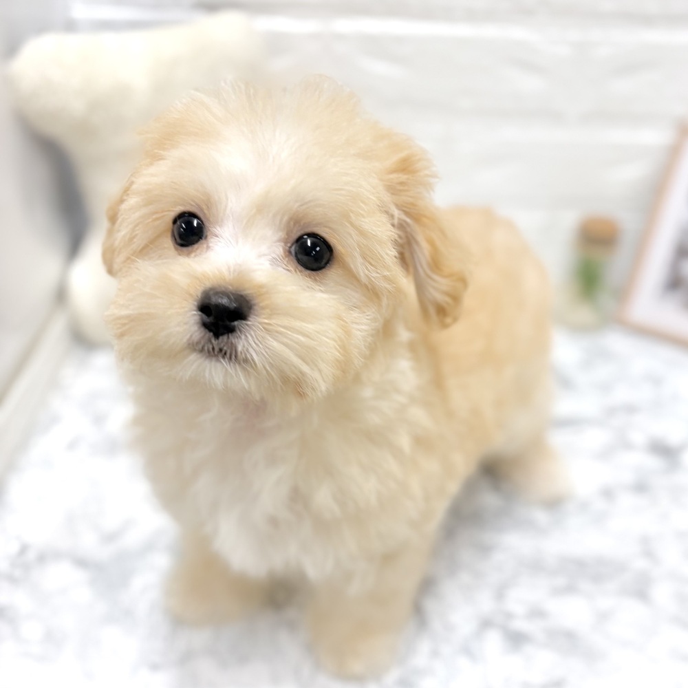 愛知県のマルプー(マルチーズ×プードル) (犬の家＆猫の里豊田店/2026年7月13日生まれ/男の子/アプリコット)の子犬の1枚目の画像