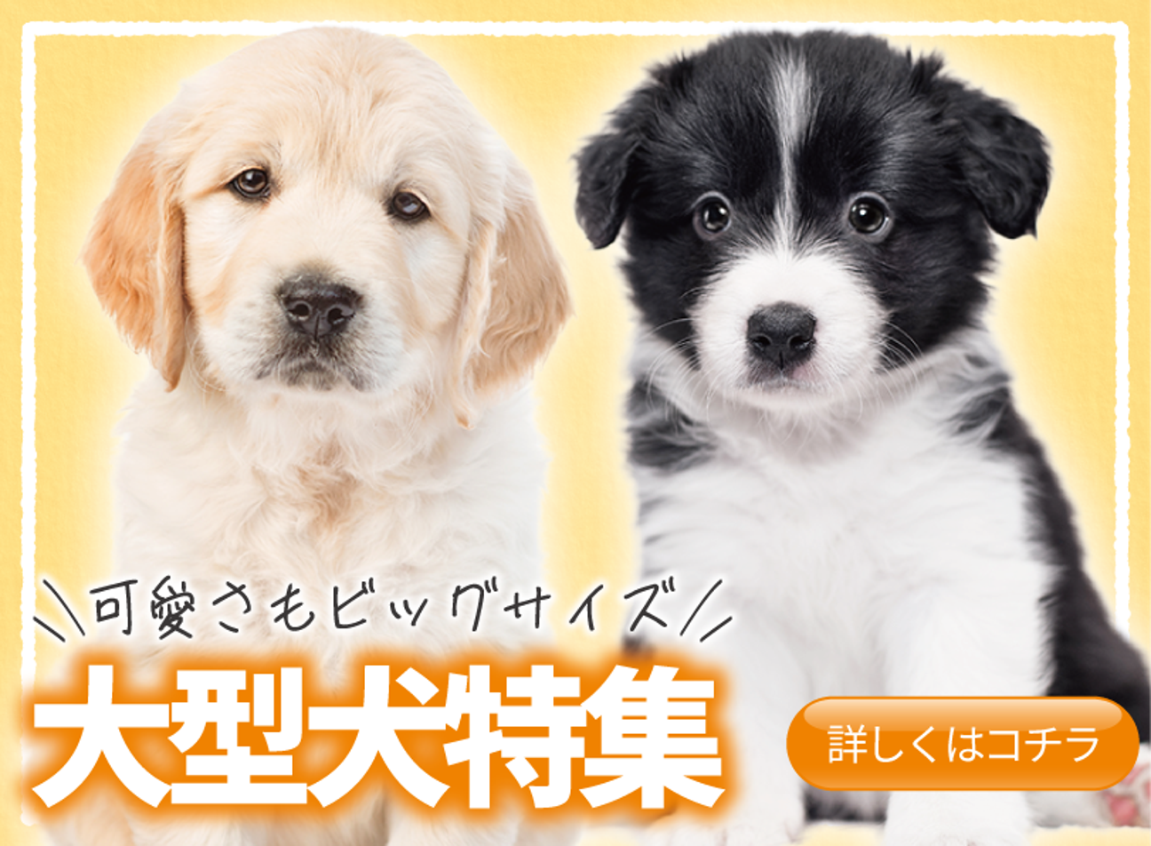 強くお勧め☆特注品☆大型 犬屋 猫 ペット ニワト ニワトリ屋 アヒル