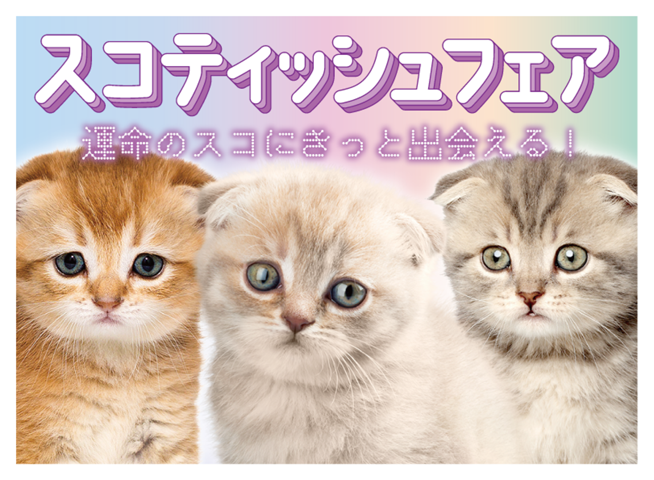 スコティッシュフェア