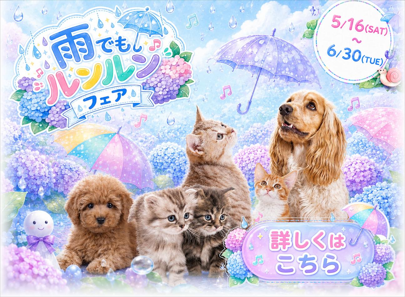 梅雨セール